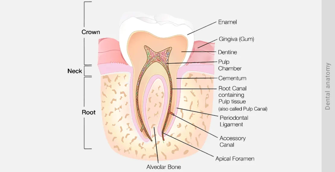 عکس آناتومی دندان انسان